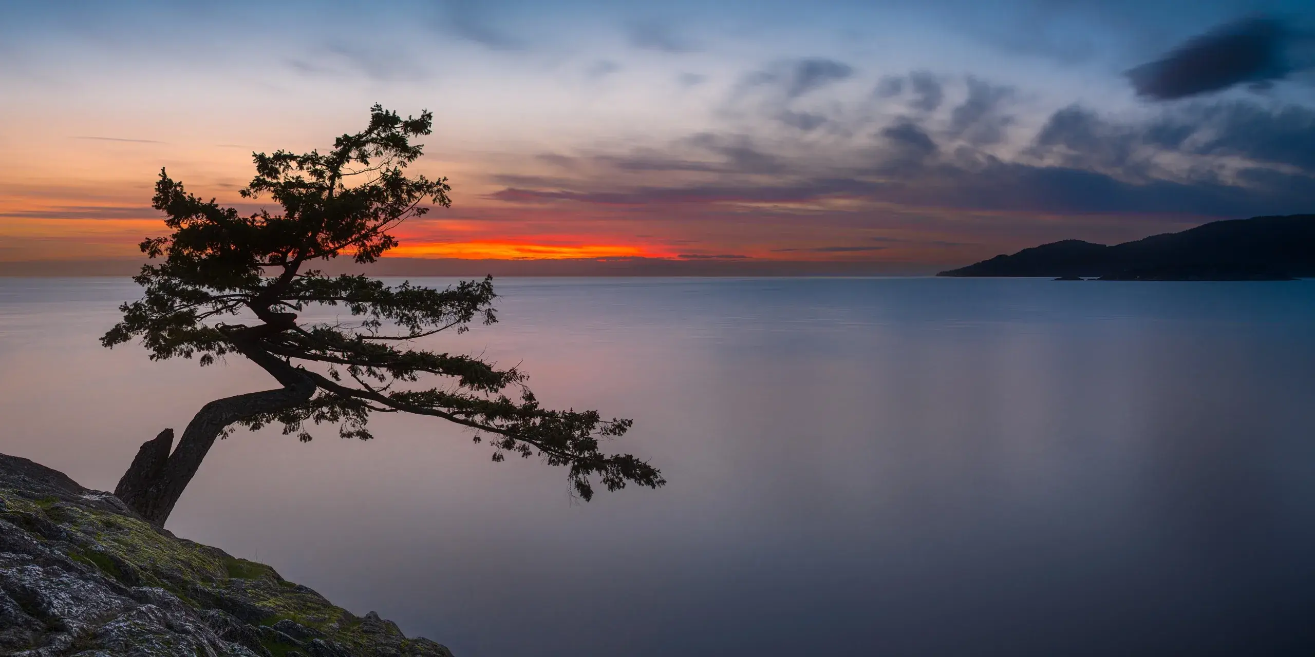 A wind-bent pine on a rocky bluff over calm water at dusk